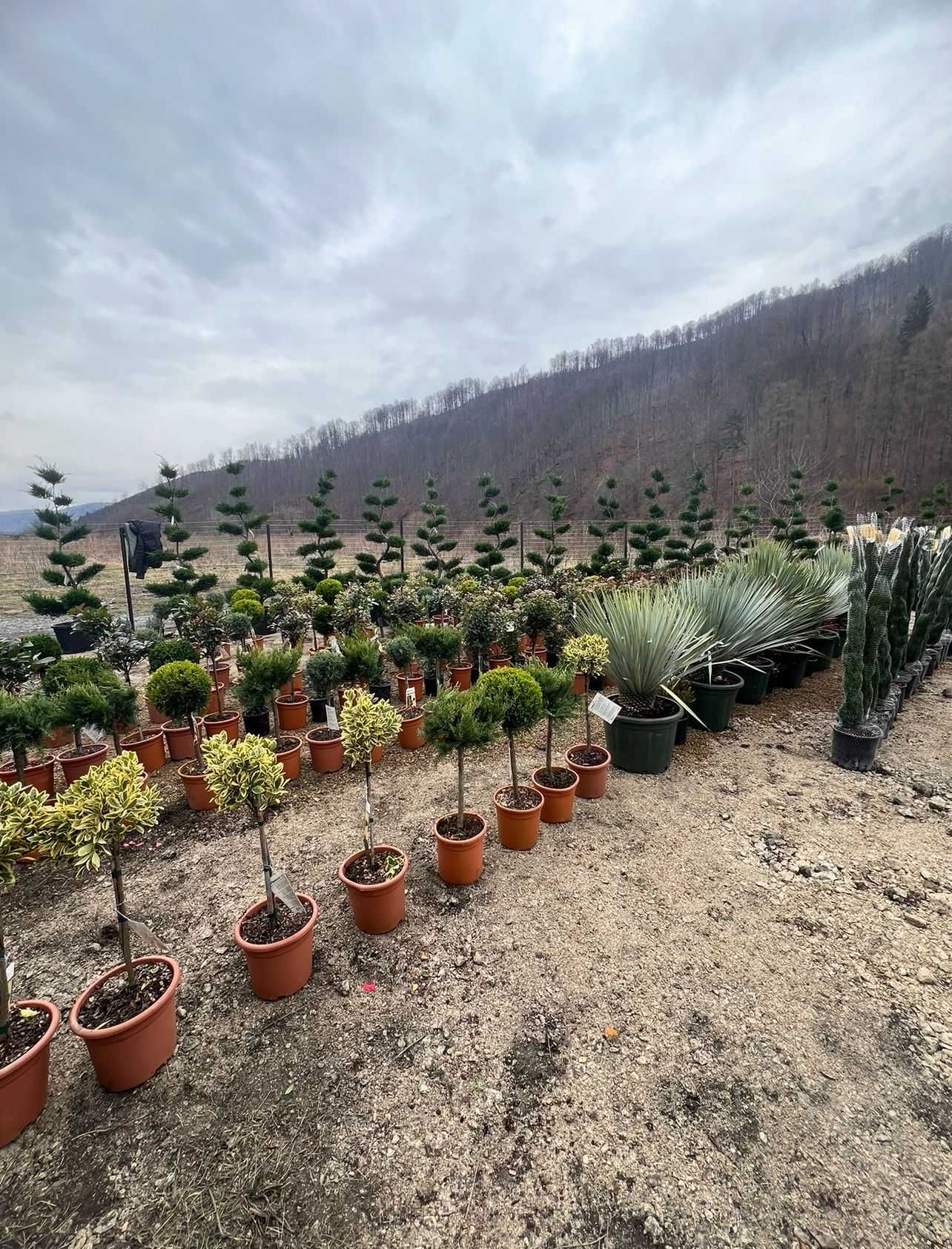 Plante decorative Cu transport oriunde in tara Calitate Extra!