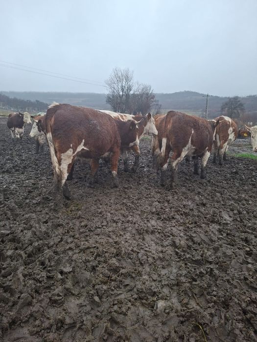 VACI /JUNINCI de vânzare