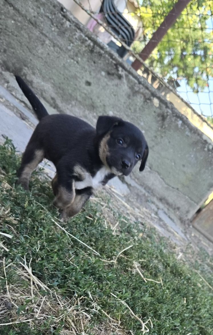 Donez 2 căței adorabili, metiși, de talie mică-medie (1 lună)