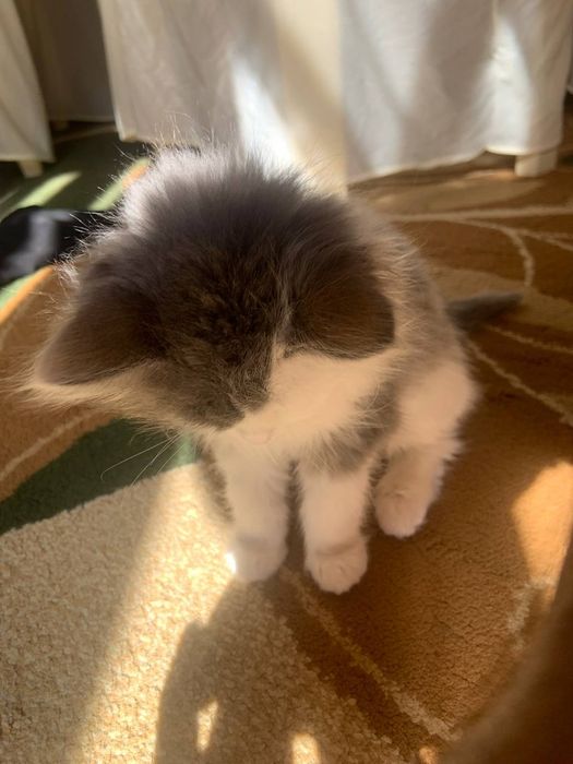 Продаётся кошка трёхмесячный порода норвежский лесной кошка  девочка .