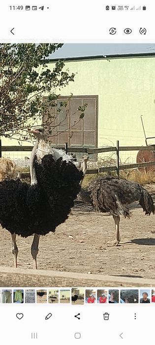 Продаю страусов африканских