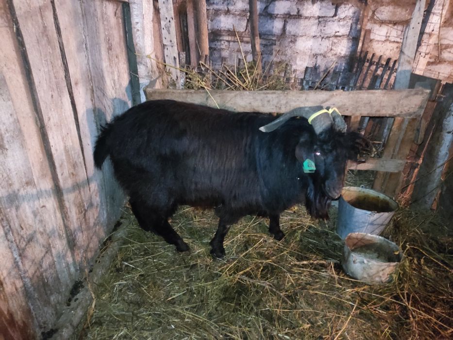 Продам козла на племя