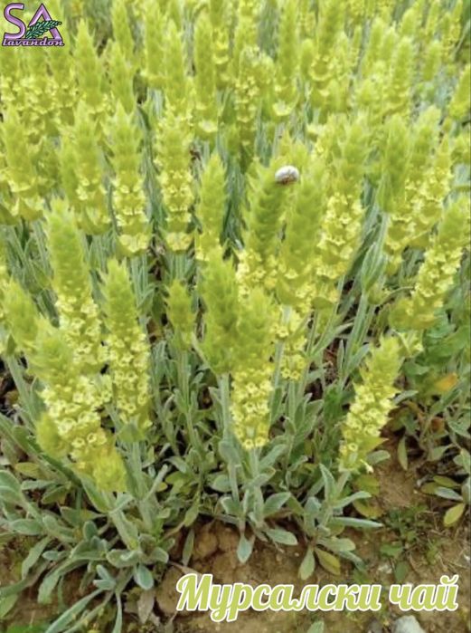 Мурсалски чай-разсад,лавандула,маслодайни рози,лавровишна…