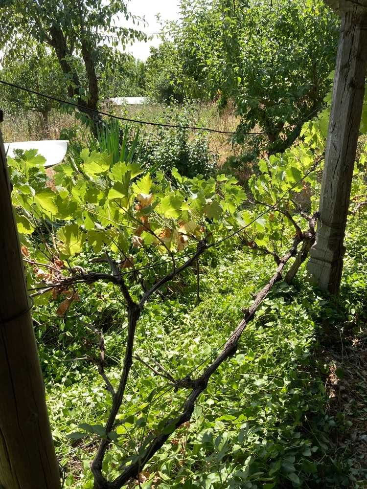 Продава се Къща в с. Писарово, Област Добрич - 45 кв.м за 136 €/кв.м - Снимка #12