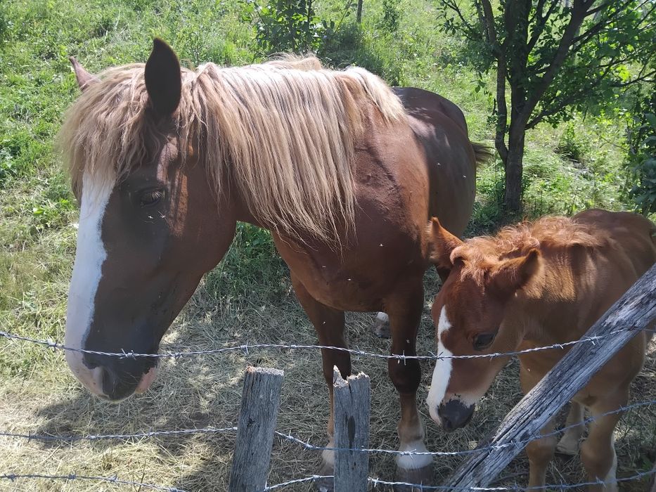 Iapa de vânzare in variata de 6 ani