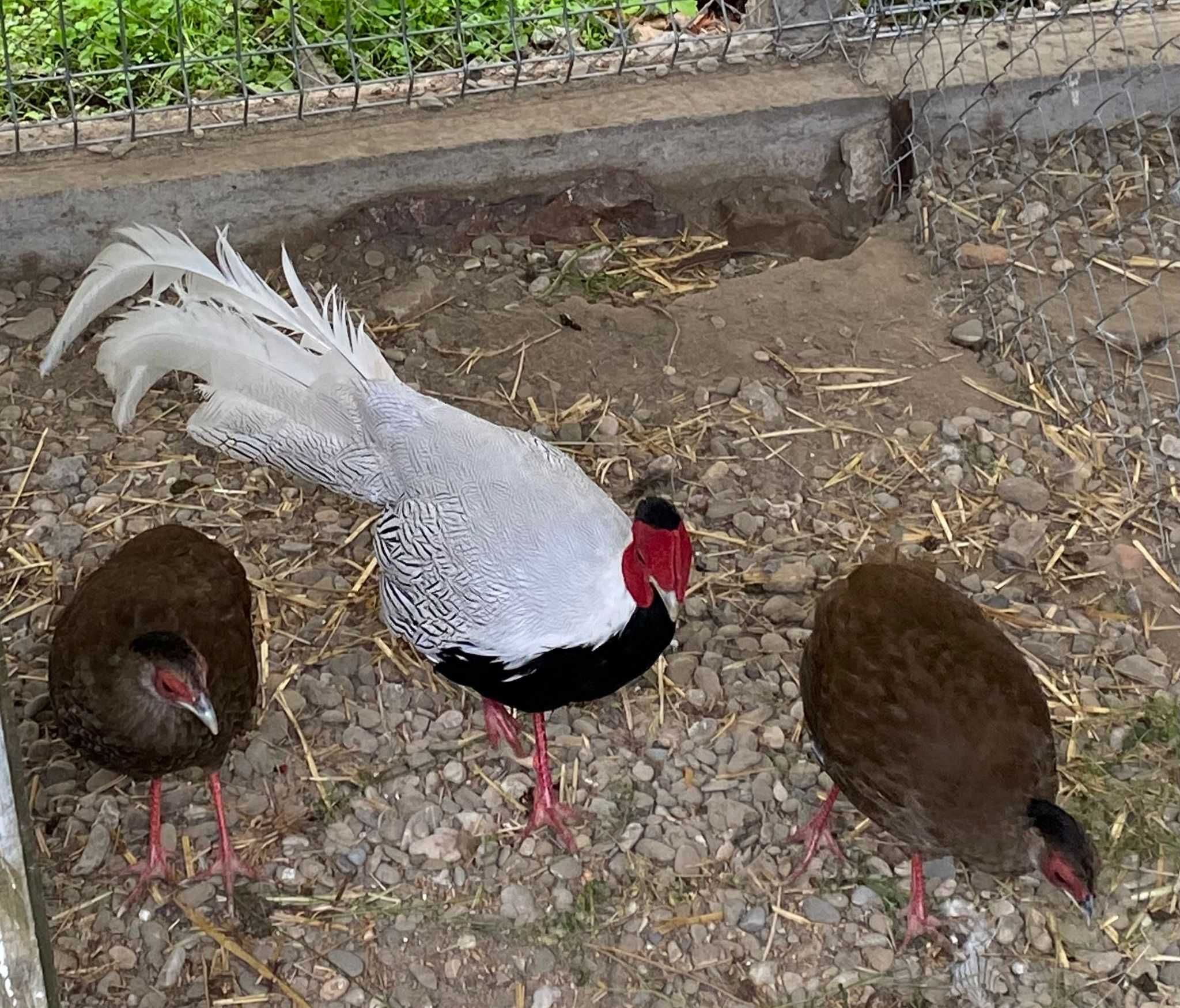 Oua fazani diferite rase