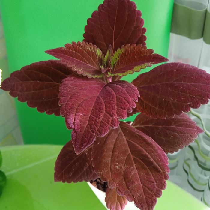 Продам укоренённые черенки колеусов