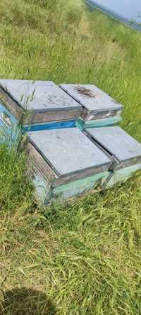 Vând roi albine la schimb pentru lăzi sau cash