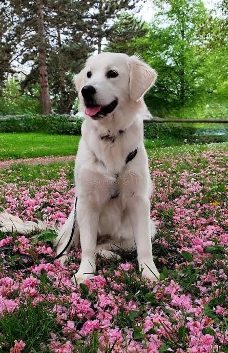 Разходка на кучета - град София