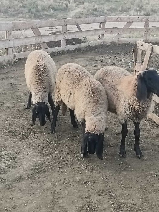 Disponibili 5 berbecuți pentru pastrama