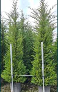 Leylandii ideal pentru imprejmuire