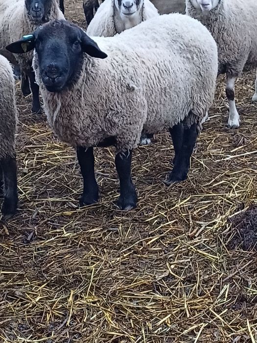 Berbeci suffolk de monta