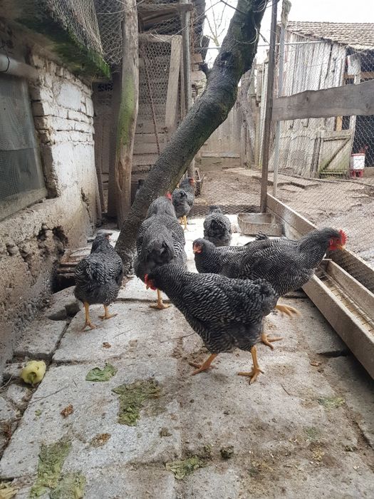 Ouă pentru incubat rasa Plymouth Roch