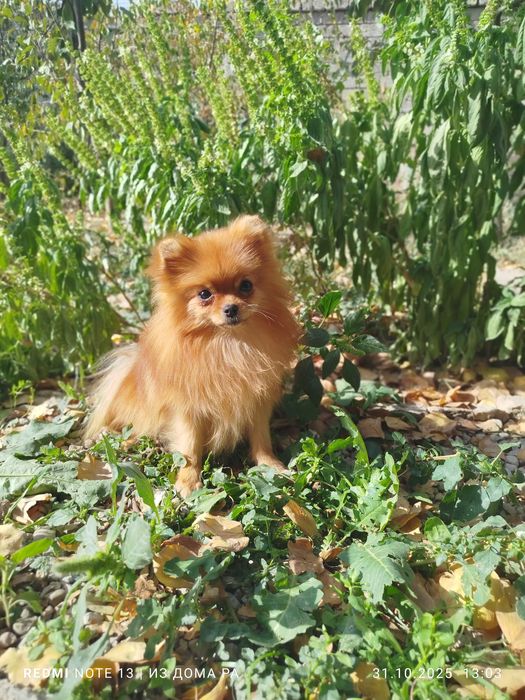 Шпиц  померанский