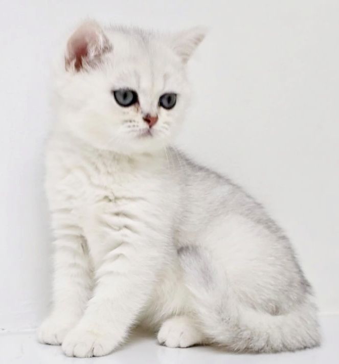 Котята Британские шиншиллы