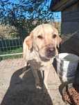 Donez catei mama labrador