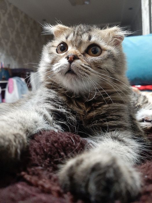 Скоттиш Мушук 6 ойли  қиз  сотилади