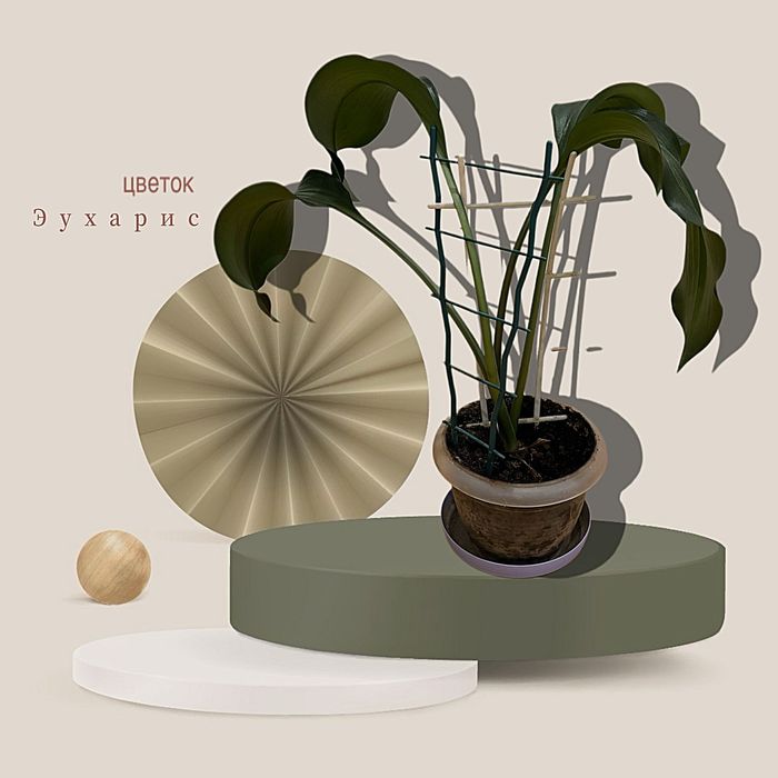 эухарис — «амазонская лилия», растение, которое всегда выгля