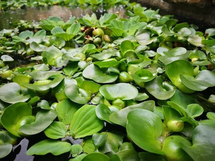 Vand set 10 plante iaz, zambile de apa, mature