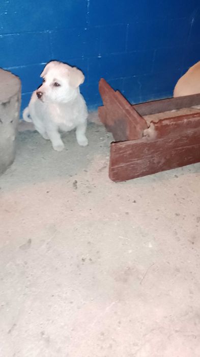 Catei Pentru Adoptie S.O.S