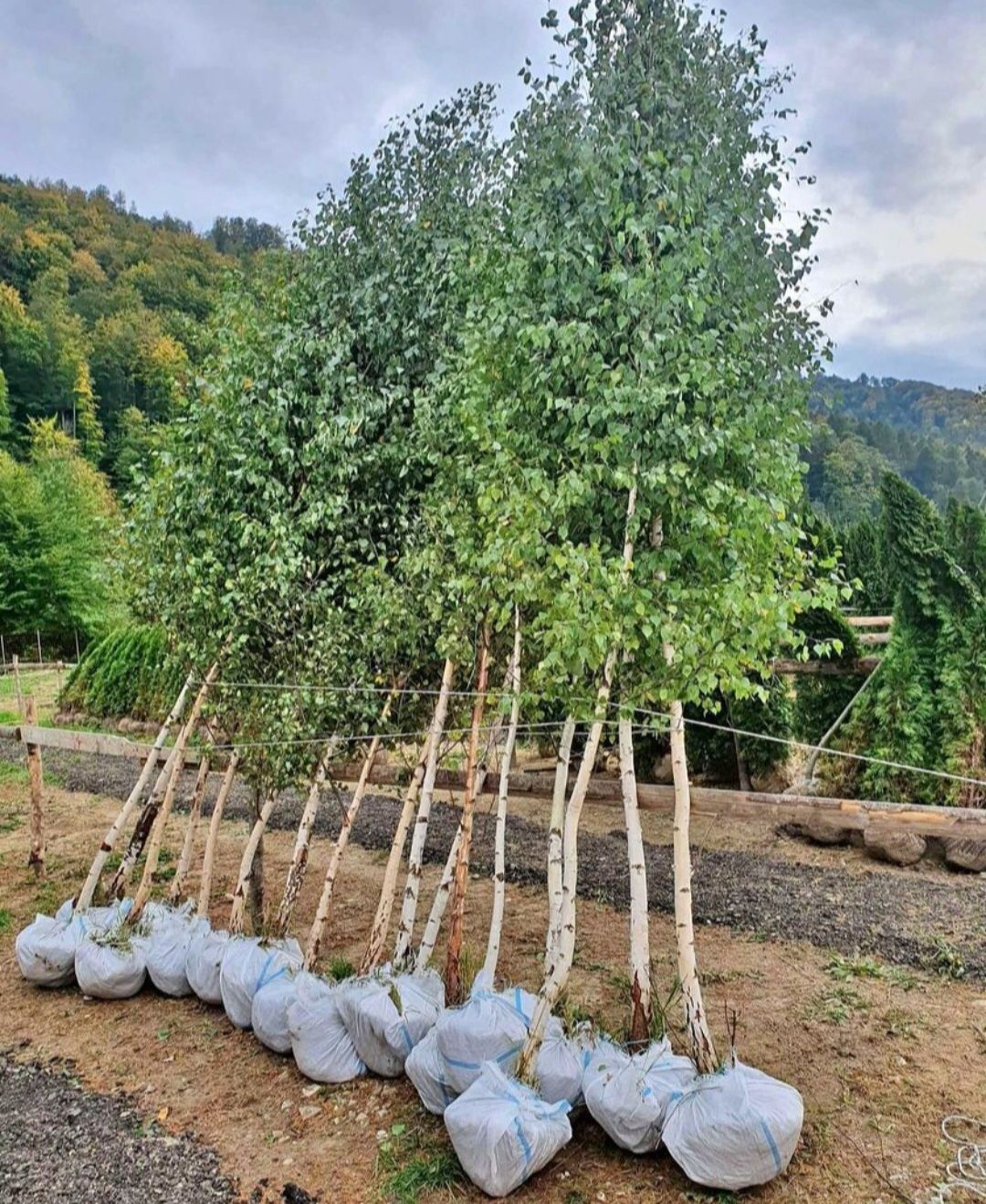 Mesteacăn/tuia-thuja