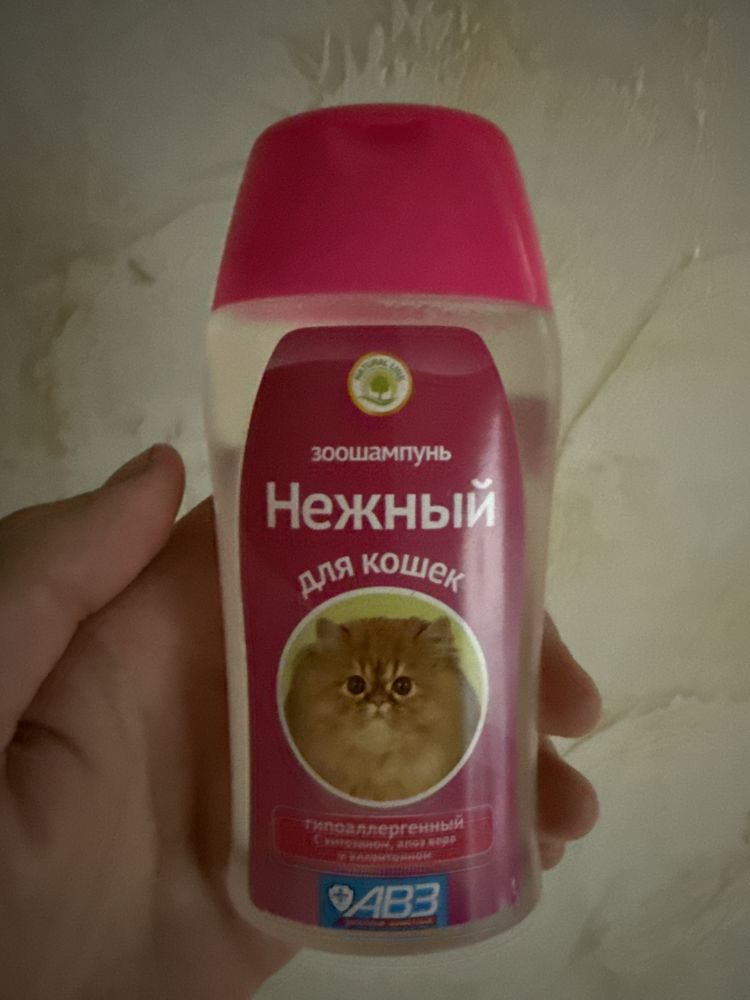 Скоттиш страйт котик