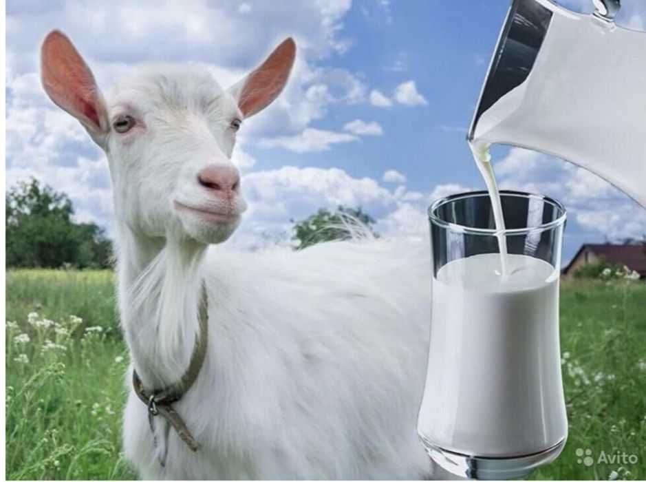 Продам свежее козье молоко.