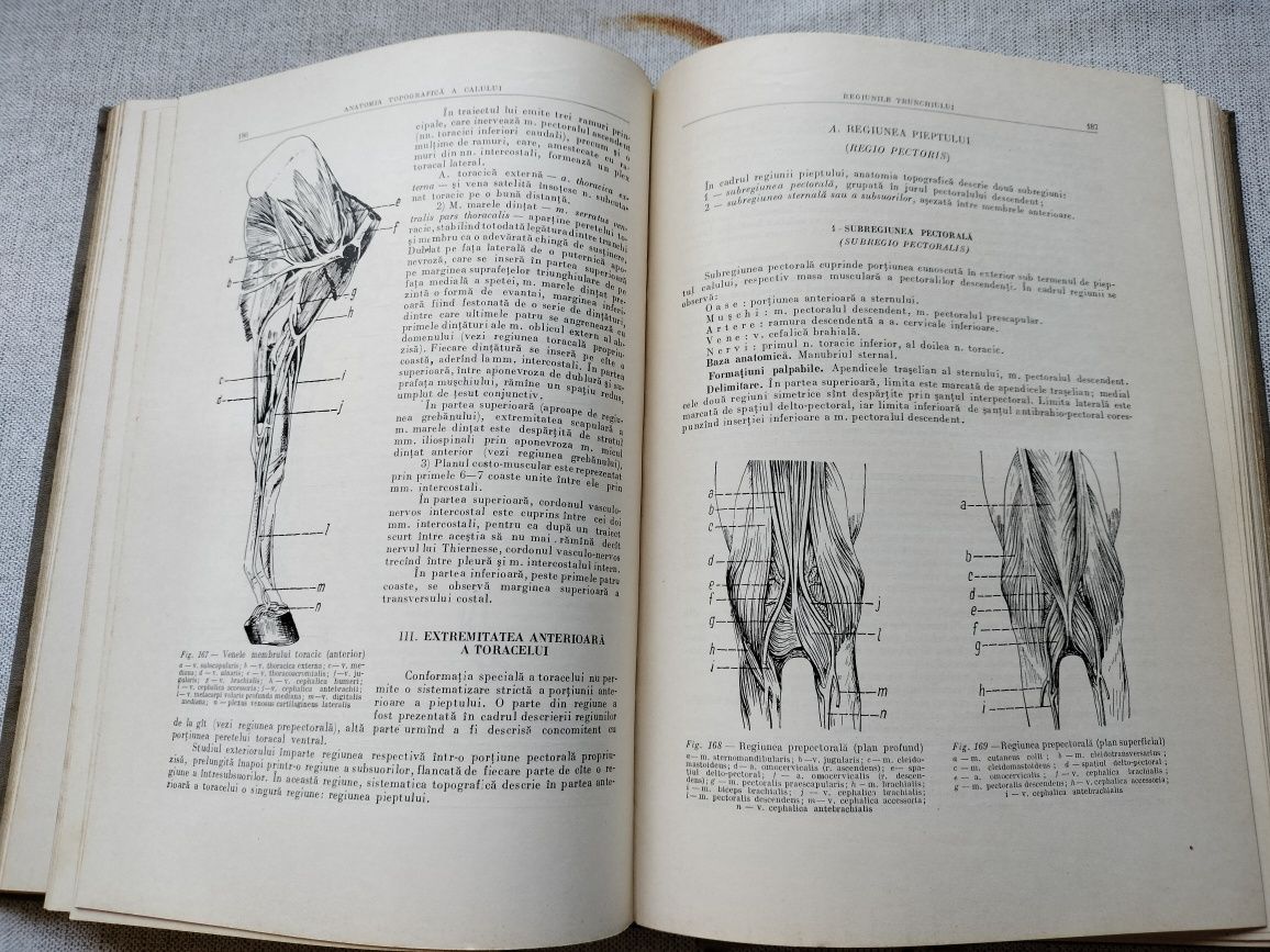 Anatomia topografică a calului, 1955