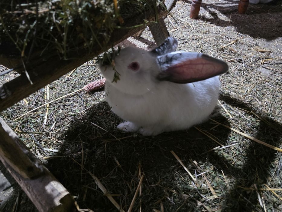 Iepuri de vânzare (8 luni si 6 luni )