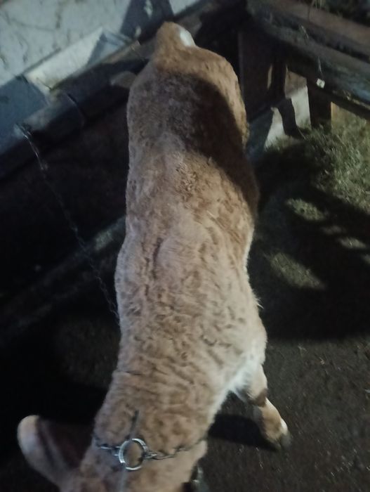 Vând vițel de 7 săptămâni