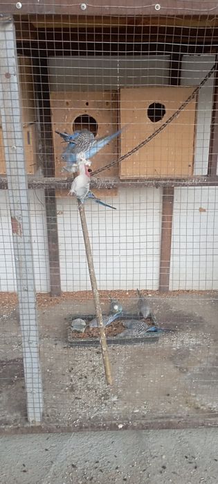 Сотилади.Тутикушлар.Нархи 65000 сум.