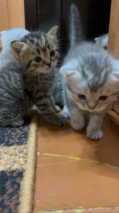 Скоттиш фолд вислоухие шотландцы