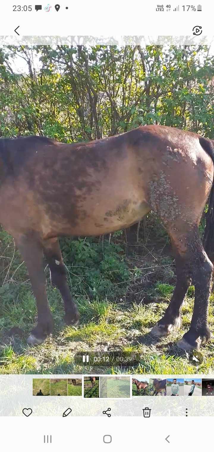 Iapa de 8 ani  vorte bună de ucru