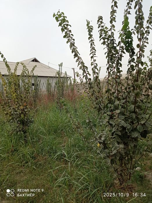 кучкорчида участка сотилади 8 сотих котта  йлди буйида 1 сотихи 2700 $