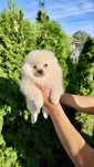 Pomeranian de poveste, mascul si femela disponibili