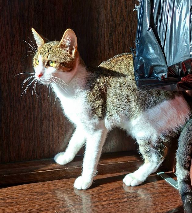 Adoptie pisica motan