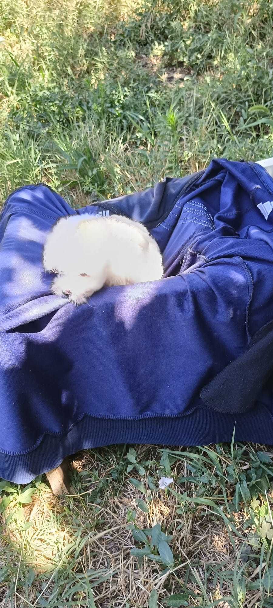 Catel Bichon Maltez Rasa Pura Parinti cu Pedigree!!!