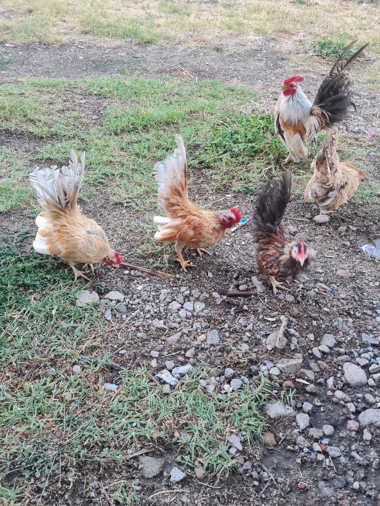 Продавам млади серами