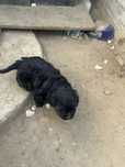 Donez catelus pui