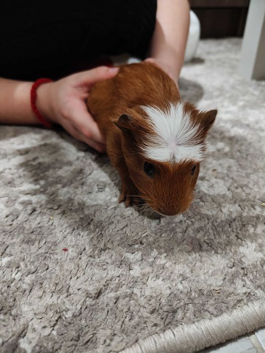 Продавам морски свинчета