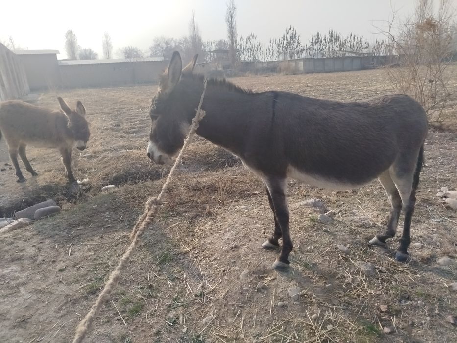 Ona bola Eshak sotiladi,bekorchilar bezovta qilmasin  TELG: Anjrk_23