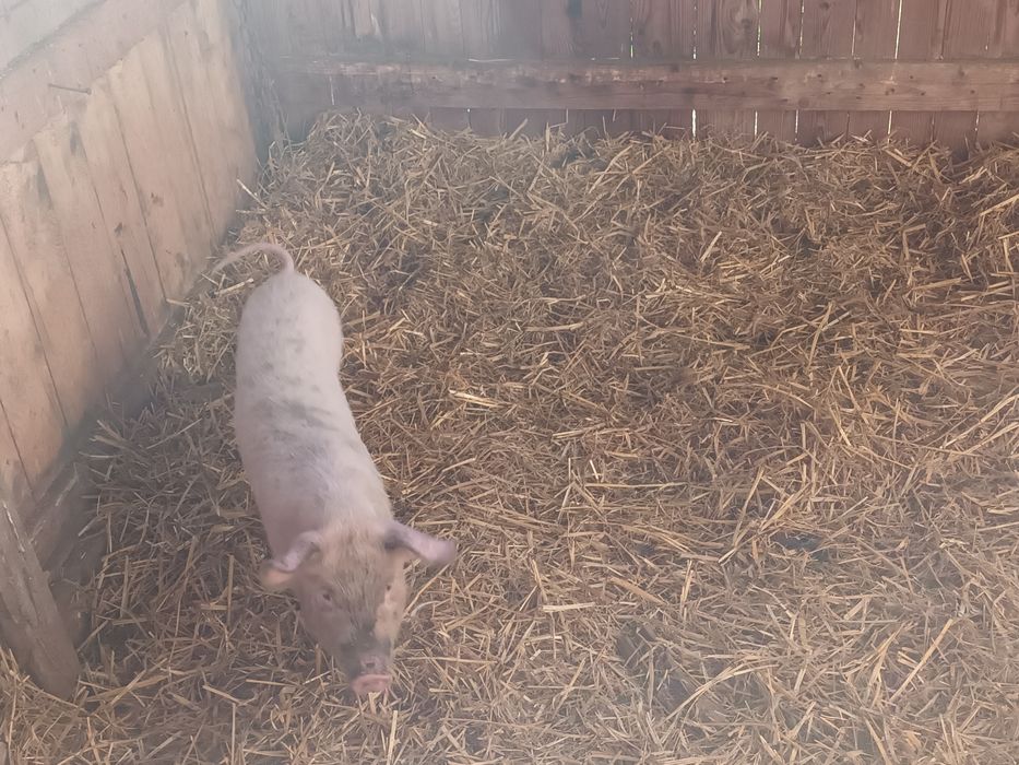 Прасенца около 20 кг