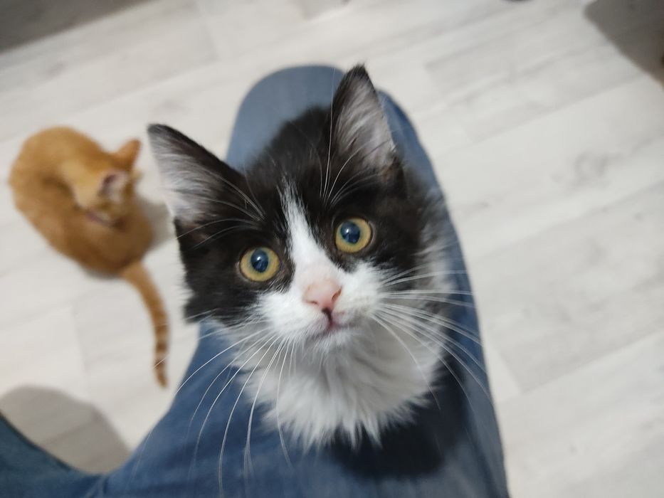 Отдам котенка в добрые руки