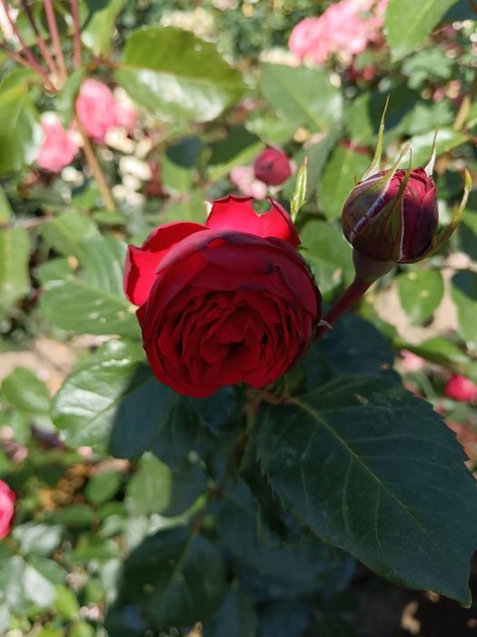 Атиргул кочатлари