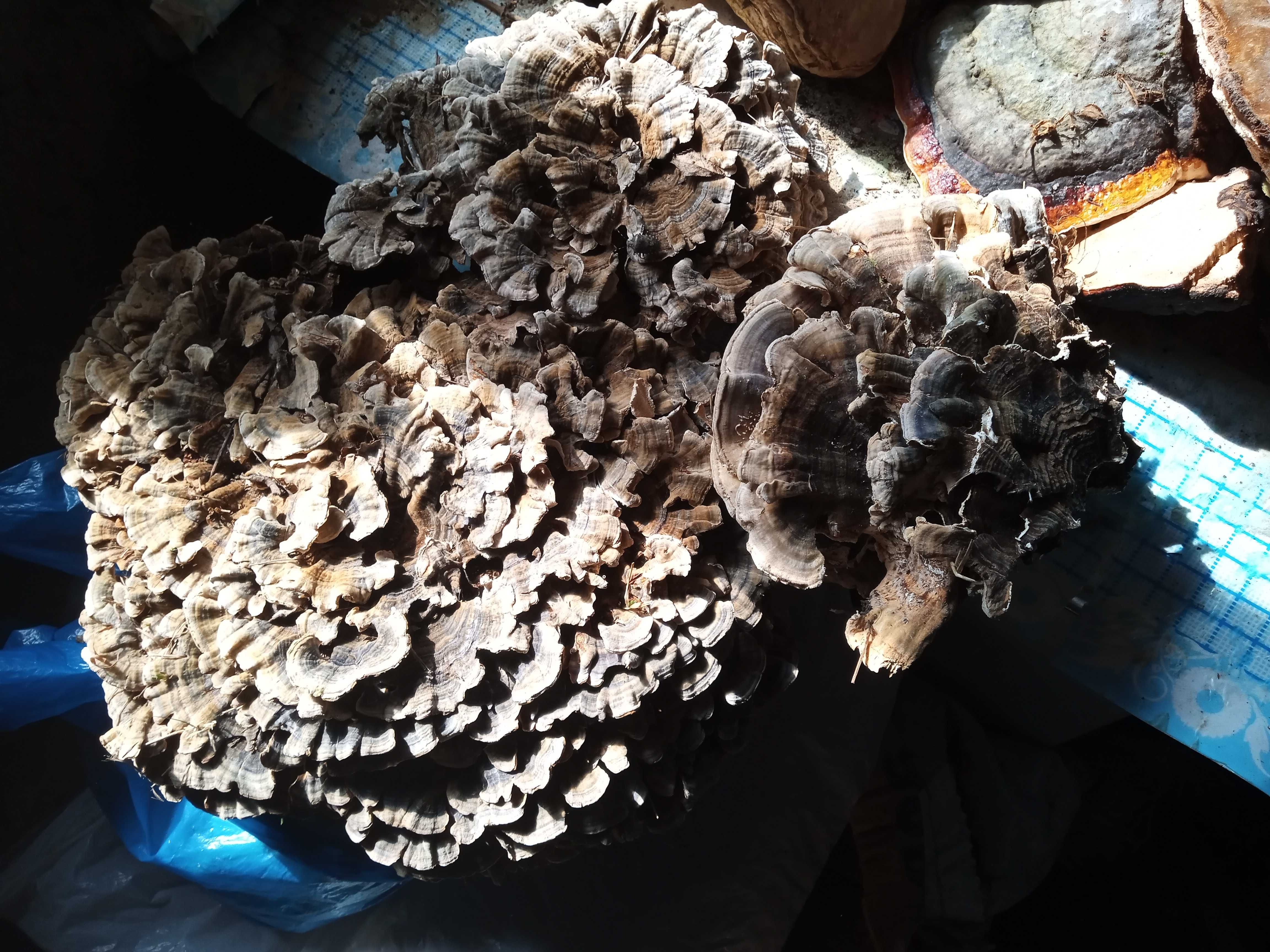 Trametes versicolor-ciuperca medicinala sistem imunitar