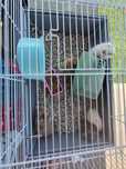Vând hamsterii  mici