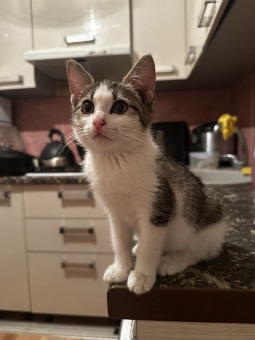 Котенок девочка ищет дом