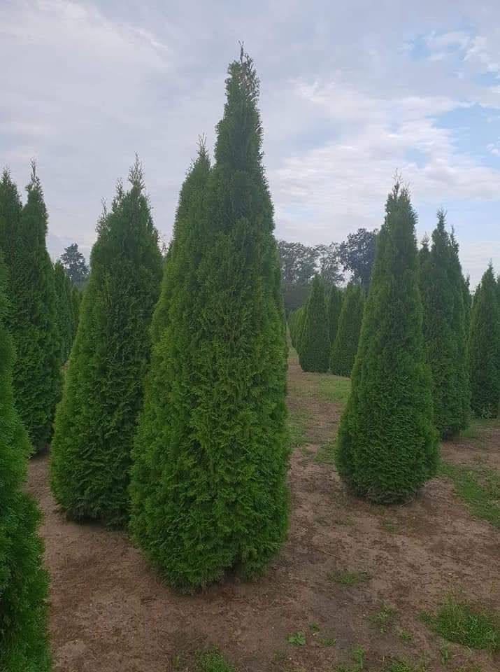 Vând plante ornamentale tuia smarald leylandi spirală