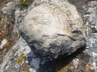 Фосил намерен в покрайнините на Пловдив
