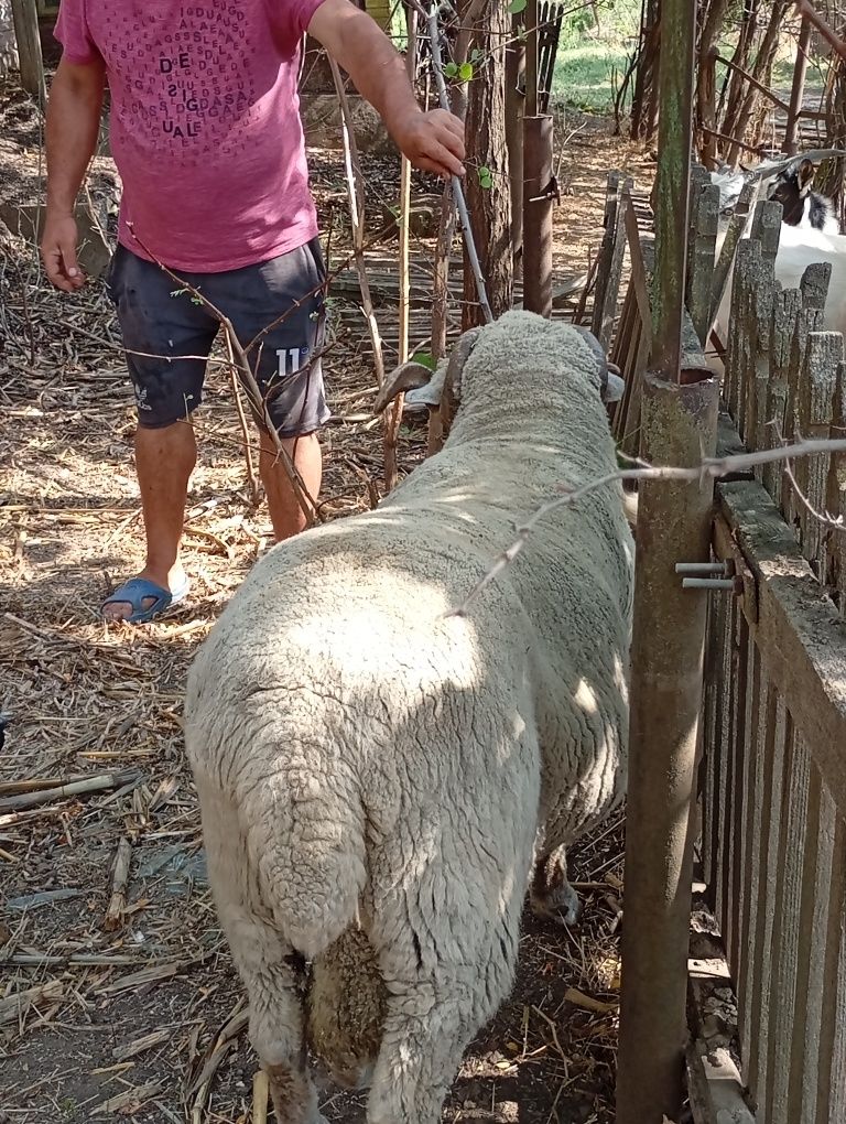 Berbec merinos de Palas